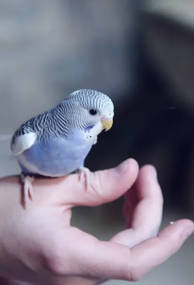 Small bird sitting on hand